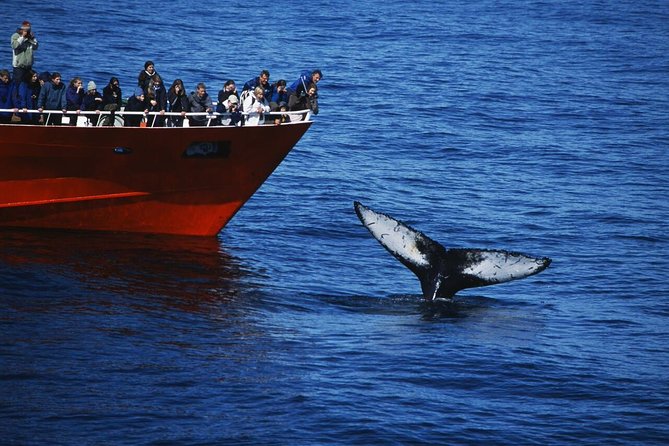 The Original Classic Whale Watching from Reykjavik - Key highlights to watch for