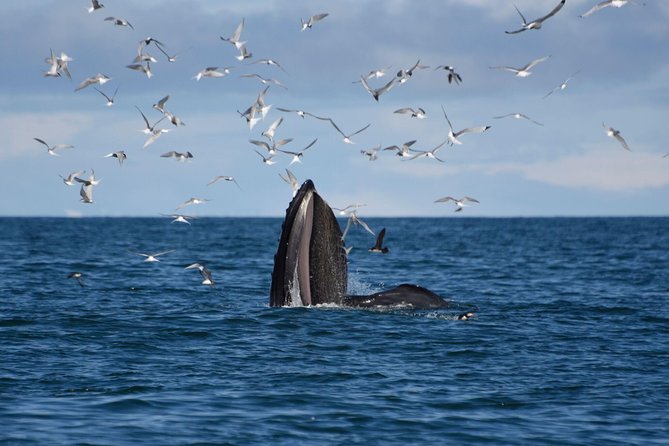 The Original Classic Whale Watching from Reykjavik - Getting started at Elding: meeting point and first 30 minutes