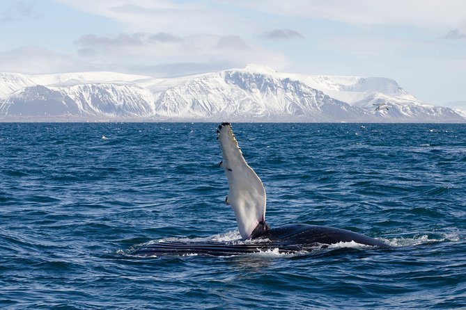 The Original Classic Whale Watching from Reykjavik - Onboard comfort and cold-weather reality checks