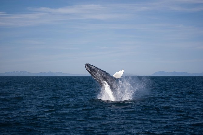 The Original Classic Whale Watching from Reykjavik - The live guide: what marine commentary adds (and what it doesn’t)