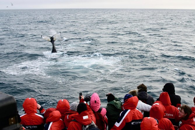 The Original Classic Whale Watching from Reykjavik - Wildlife Exhibition admission: why the land stop is worth it