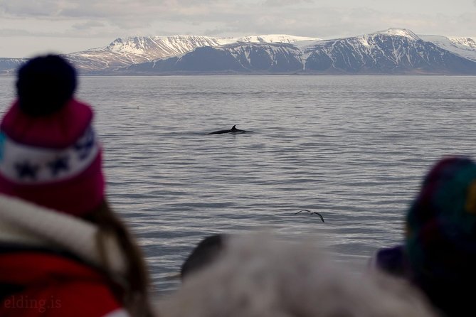 The Original Classic Whale Watching from Reykjavik - Morning versus afternoon departures: which works better?