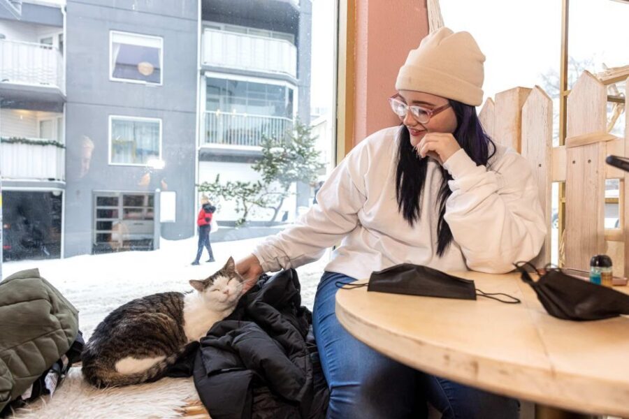 The Private Reykjavik CatWalk - The Sculpture Garden of Einar Jónsson: art breaks up the cat theme