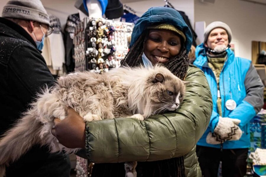 The Private Reykjavik CatWalk - Spotting the famous cats: Baktus, Jonsi, and Ofelia