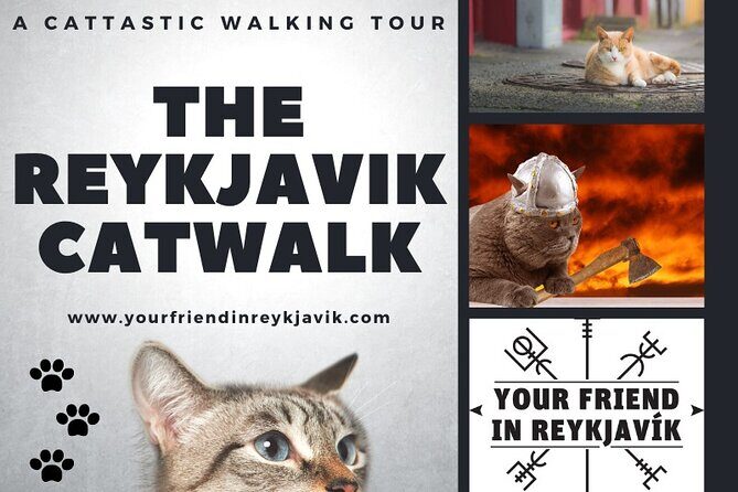 The Reykjavik Cat Walking Tour - How the shop-cat hunt really feels on this route