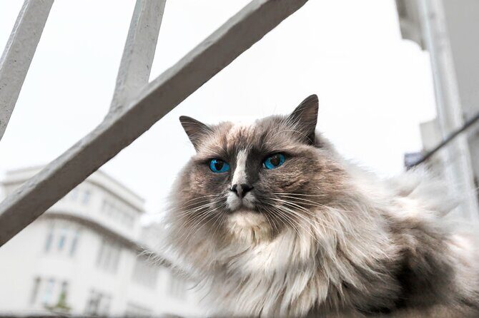 The Reykjavik Cat Walking Tour - Small-group pacing: why 6 people matters