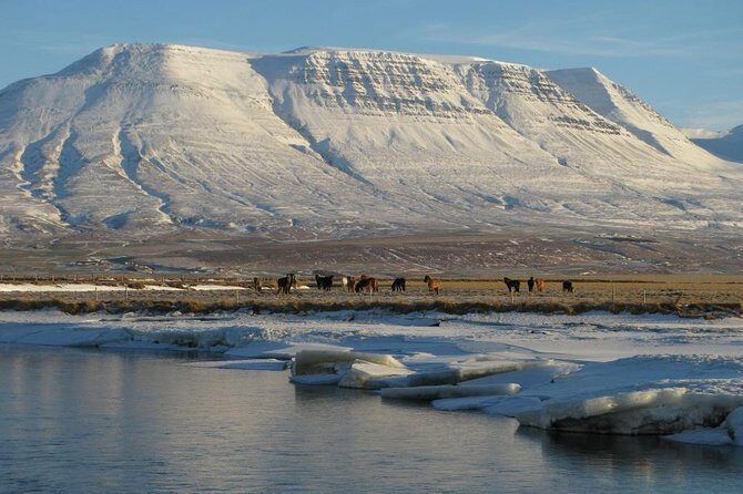 The Viking Horse Riding Experience in North Iceland - Finding Hestasport at Vegamót: How the First 20 Minutes Set the Tone