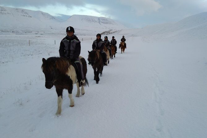 The Viking Horse Riding Experience in North Iceland - Small Group Value: Why the Price Feels Fair for What You Get