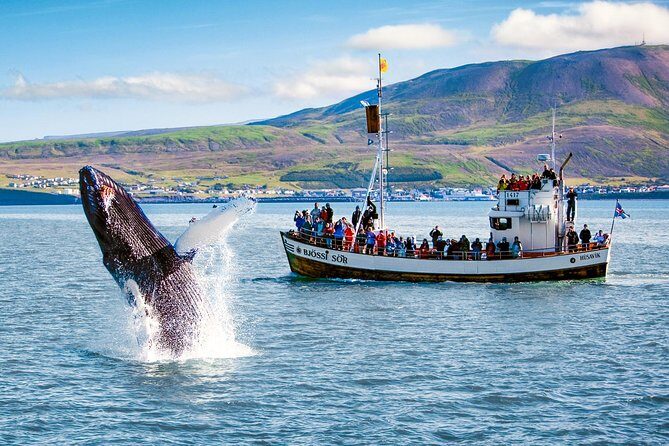 Traditional Oak Ship Whale Watching Tour From Husavik - Dress for sea wind: overalls, rain gear, and where to sit if you’re prone to motion sickness