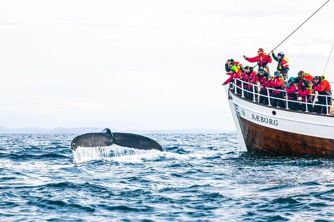Traditional Oak Ship Whale Watching Tour From Husavik - Whale watching quality: closeness, binoculars, and respectful limits near feeding