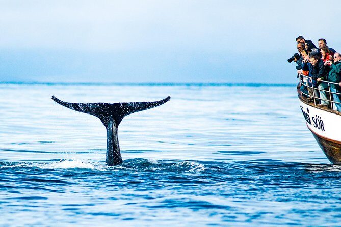 Traditional Oak Ship Whale Watching Tour From Husavik - Who should book this tour—and who might want a Plan B