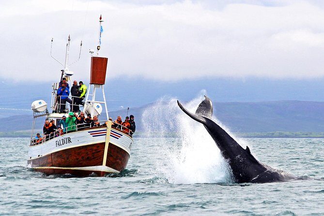 Traditional Whale Watching from Húsavík by Local Family Company - Skjálfandi Bay in 3 hours: how the timing really works