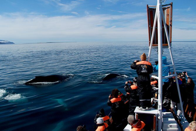 Traditional Whale Watching from Húsavík by Local Family Company - Spotting whales with live commentary: what you’re actually doing out there