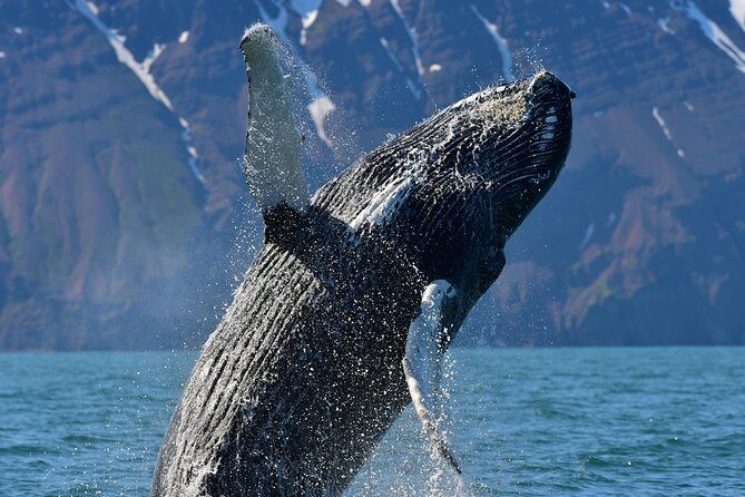 Traditional Whale Watching from Húsavík by Local Family Company - Price and value: what $102.58 buys you in Húsavík
