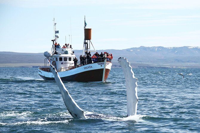 Traditional Whale Watching from Húsavík by Local Family Company - Who this tour fits best (and who might want a different boat style)