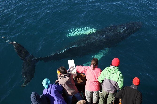 Traditional Whale Watching from Húsavík by Local Family Company - Should you book Gentle Giants traditional whale watching in Húsavík?