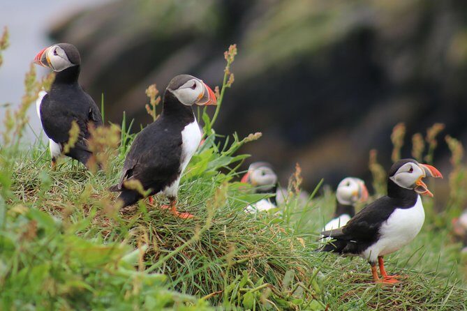 Two-In-One: Whale & Puffin Watching Tours from Reykjavik - Key takeaways before you go