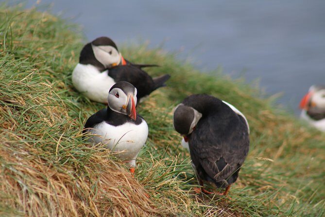 Two-In-One: Whale & Puffin Watching Tours from Reykjavik - Old Harbour break: the smartest way to spend your time between boats
