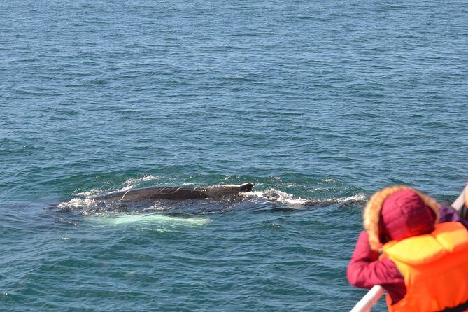 Two-In-One: Whale & Puffin Watching Tours from Reykjavik - Stop 2: Faxaflói Bay whale watching and the try-again guarantee
