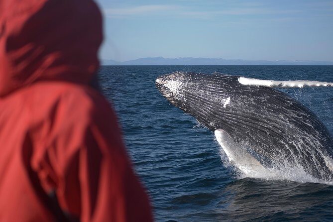 Two-In-One: Whale & Puffin Watching Tours from Reykjavik - Getting the most from the day: your strategy for seeing wildlife