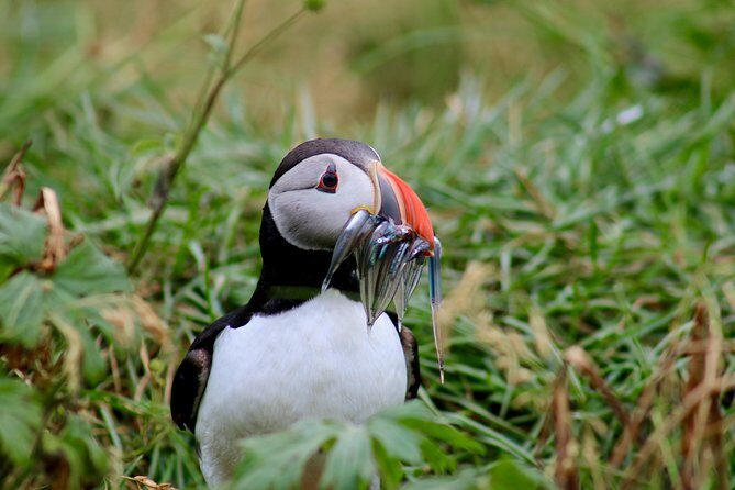 Two-In-One: Whale & Puffin Watching Tours from Reykjavik - Price and value: why $140 can be a smart spend