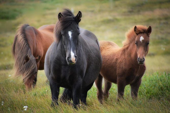 Viking Horse Riding and Golden Circle Tour from Reykjavik - Gullfoss: two tiers of roaring power
