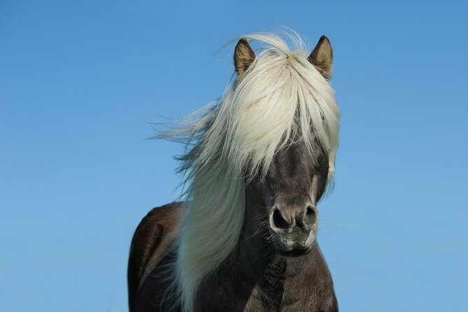 Viking Horse Riding and Golden Circle Tour from Reykjavik - Quick practical tips to make the day smoother