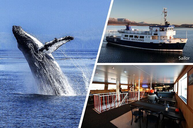 Whale Watching and Marine Life Tour in Reykjavik - Faxafloi Bay and the Island Pass-Bys: Engey, Lundey, and Viðey