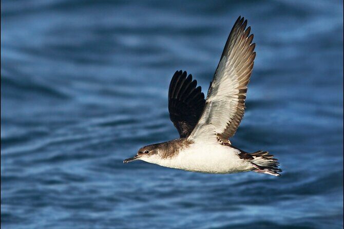 Whale Watching and Marine Life Tour in Reykjavik - Wildlife Expectations: Humpbacks, Minkes, Orcas, Dolphins, and More