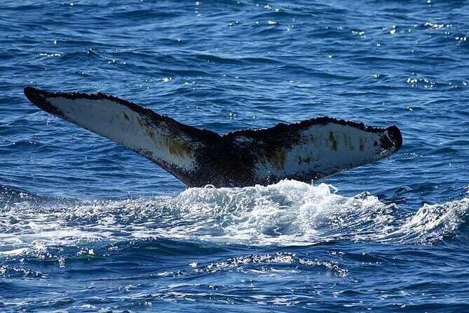 Whale Watching and Marine Life Tour in Reykjavik - The Ethics Question: Close Watching vs. Chasing