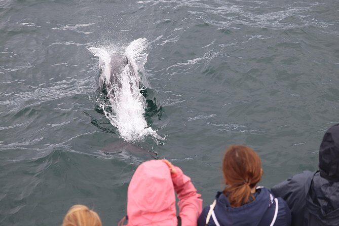 Whale Watching and Northern Lights Half-Day Combo Tour - Why this combo works: whales in daylight, lights after dark
