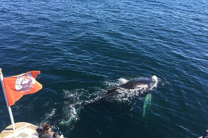 Whale Watching and Northern Lights Half-Day Combo Tour - Whale watching part: warm overalls and real spotting time