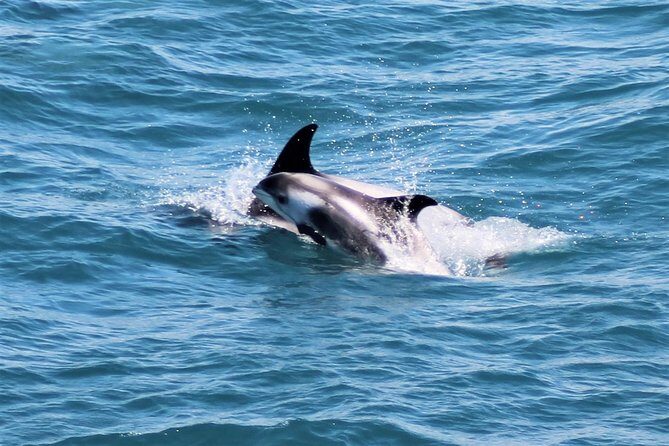 Whale Watching and Northern Lights Half-Day Combo Tour - The timing gap: plan dinner and keep your momentum