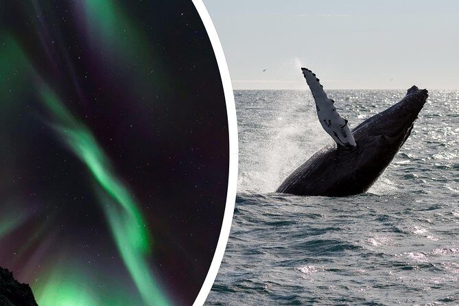 Whale Watching and Northern Lights Half-Day Combo Tour - Should you book this whale and northern lights combo?