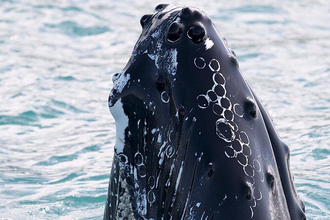 Whale Watching and Sea Angling Tour - Why Eyjafjörður fjord makes whale spotting practical from Hauganes