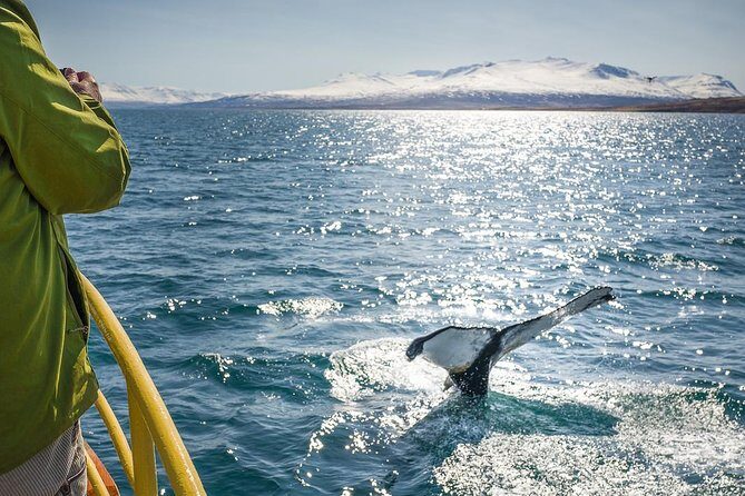Whale Watching and Sea Angling Tour - Warm overalls, hot drinks, and snacks: the comfort strategy that matters