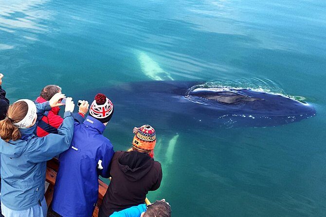 Whale Watching and Sea Angling Tour - What spotting feels like on the water (and what to watch for)