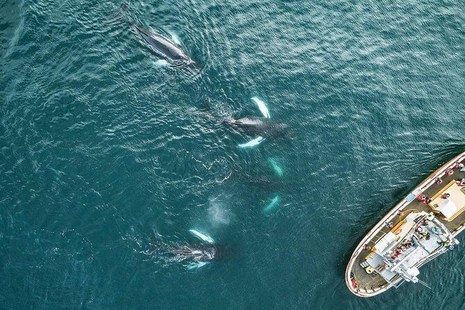 Whale Watching and Sea Angling Tour - Hauganes logistics: meeting point, timing, and group size