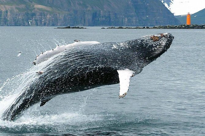 Whale Watching and Sea Angling Tour - Who this tour is best for (families, photographers, and practical travelers)
