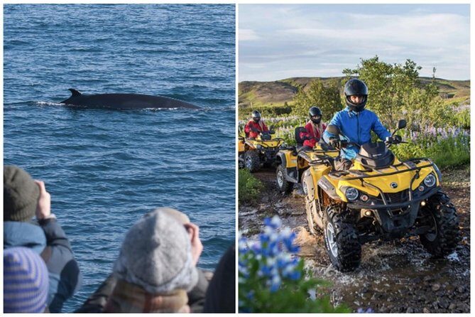 Whale Watching & ATV Adventure from Reykjavik - A full-day hit of Iceland: quads first, whales second