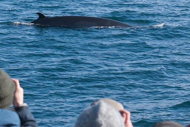 Whale Watching & ATV Adventure from Reykjavik - Getting up to speed at Lambhagi: quad gear, training, and real views