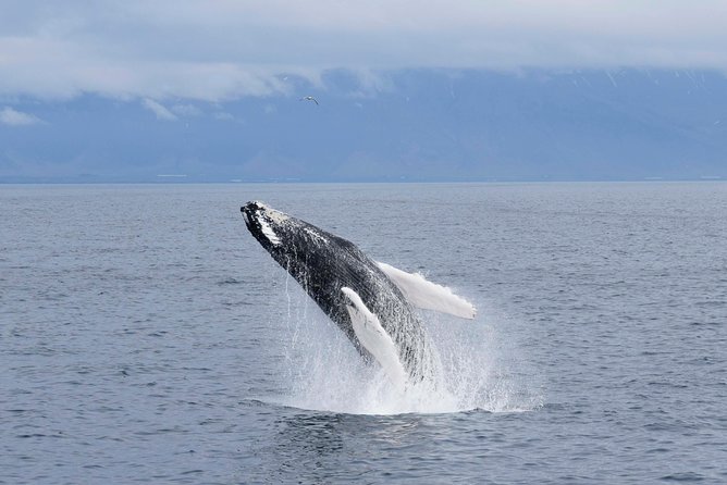 Whale-Watching Boat Tour with Expert Guide from Reykjavik - How Reykjavik’s Old Harbor Sets the Tone