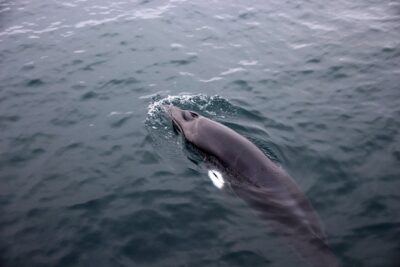 Whale-Watching Boat Tour with Expert Guide from Reykjavik - Thermal Overalls and Heated Viewing: Comfort Is the Real Upgrade