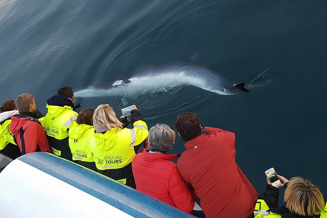 Whale-Watching Boat Tour with Expert Guide from Reykjavik - The Animals You’re Looking For (And How to Watch)