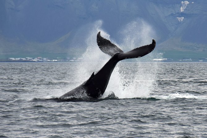 Whale-Watching Boat Tour with Expert Guide from Reykjavik - The Guide’s Role: Narration That Actually Helps
