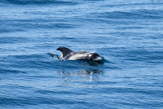 Whale-Watching Boat Tour with Expert Guide from Reykjavik - Photo Sharing With Onboard Wi‑Fi