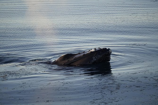 Whale-Watching Boat Tour with Expert Guide from Reykjavik - Food and Drinks: Plan for Purchases
