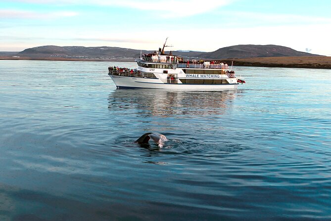 Whale-Watching Boat Tour with Expert Guide from Reykjavik - The Try-Again Guarantee If Wildlife Doesn’t Show