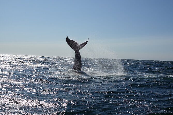 Whale Watching Cruise on a Yacht in Reykjavik - Reykjavik’s Harpa from the water: a quick culture hit with a great view