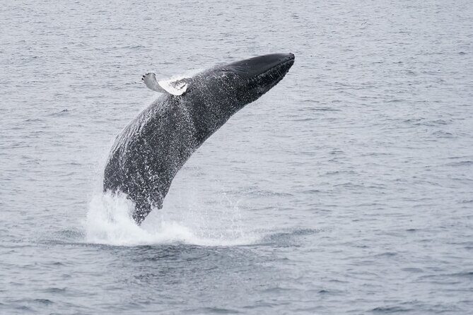 Whale Watching Cruise on a Yacht in Reykjavik - Engey, Lundey, and Viðey: the island scouting that keeps the hunt alive